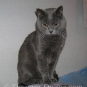 Photo de Chartreux