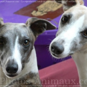 Photo de Whippet