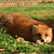 Photo de Renard