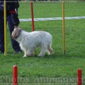 Photo de Berger polonais de plaine