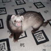 Photo de Furet