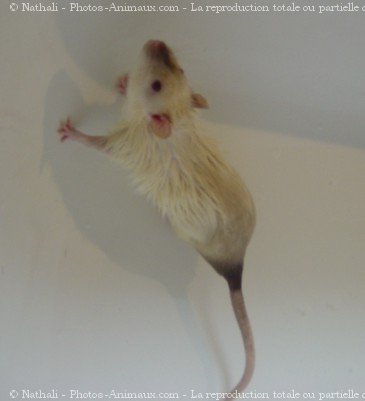 Photo de Rat