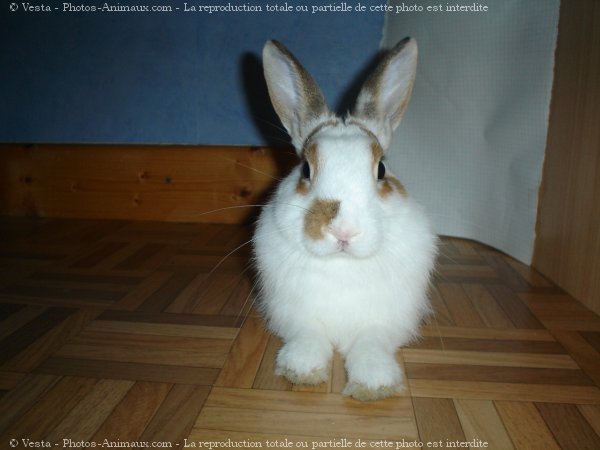 Photo de Lapin