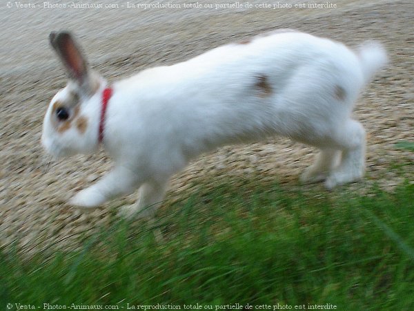 Photo de Lapin