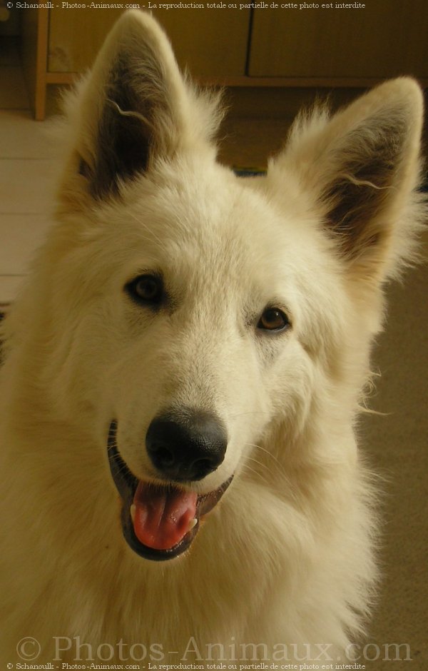 Photo de Berger blanc suisse