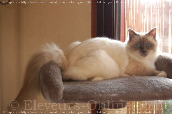 Photo de Sacr de birmanie