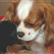 Photo de Cavalier king charles spaniel