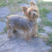 Photo de Yorkshire terrier