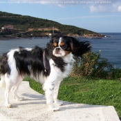 Photo de Cavalier king charles spaniel