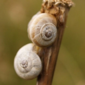 Photo d'Escargot