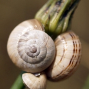 Photo d'Escargot