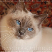 Photo de Sacr de birmanie