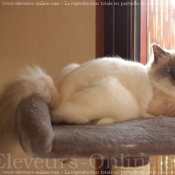 Photo de Sacr de birmanie