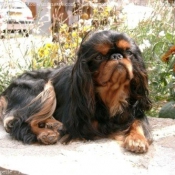 Photo de King charles spaniel