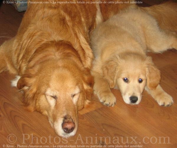 Photo de Golden retriever