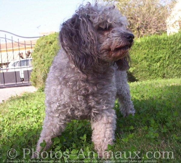 Photo de Caniche moyen