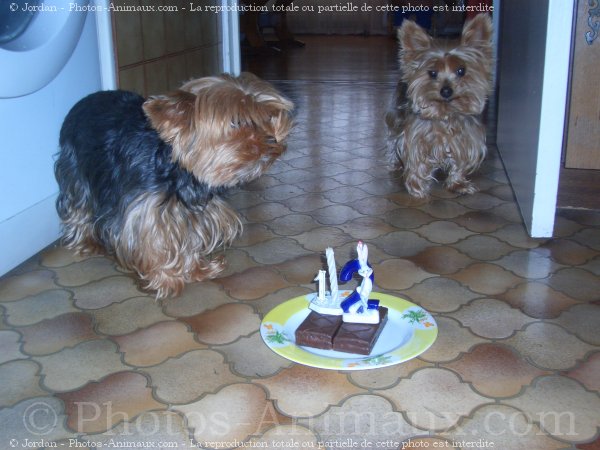 Photo de Yorkshire terrier