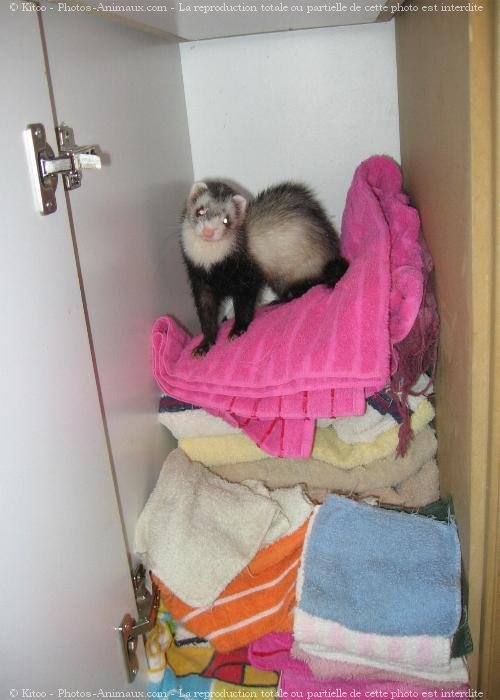 Photo de Furet