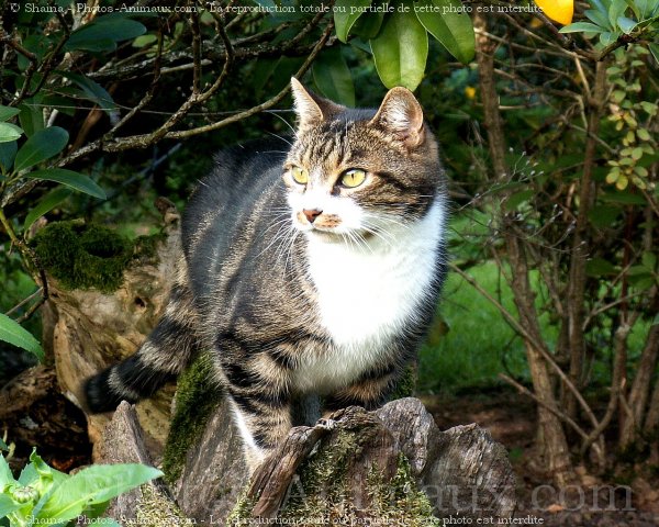 Photo de Chat domestique