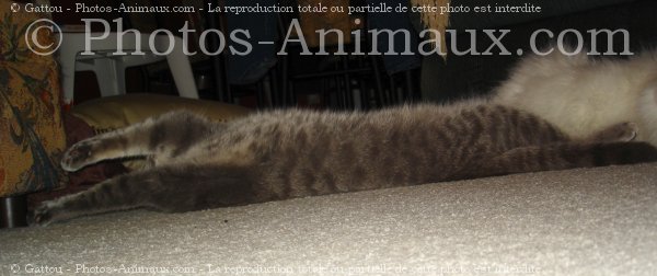 Photo de Chat domestique