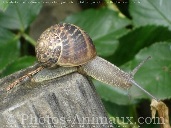 Photo d'Escargot