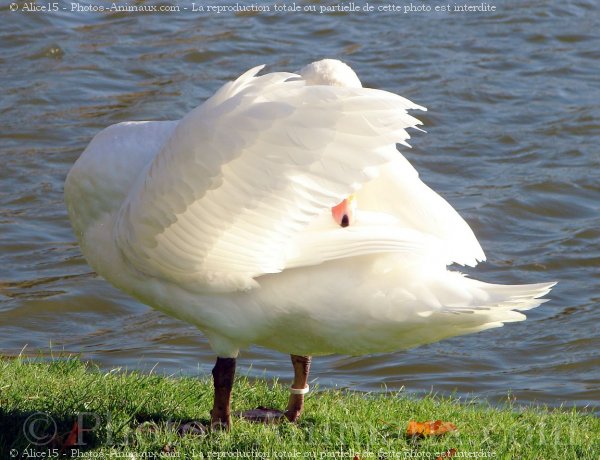 Photo de Cygne