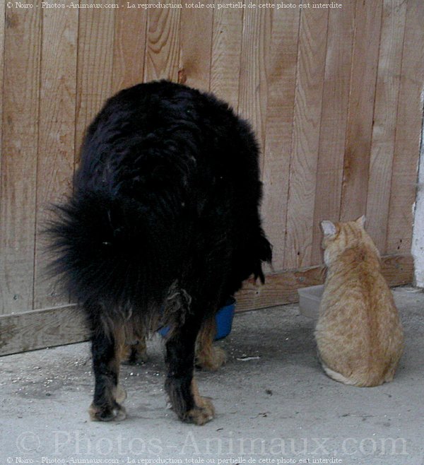 Photo de Races diffrentes