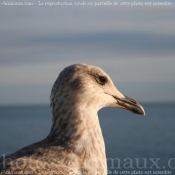 Photo de Mouette