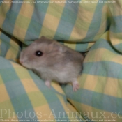 Photo de Hamster