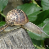 Photo d'Escargot