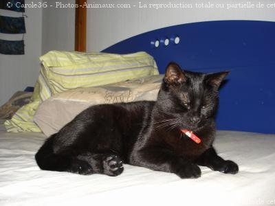 Photo de Chat domestique