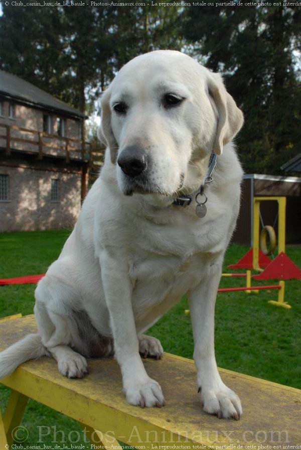 Photo de Labrador retriever