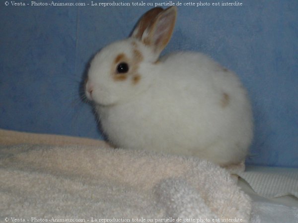 Photo de Lapin