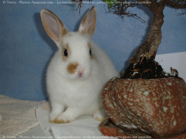 Photo de Lapin