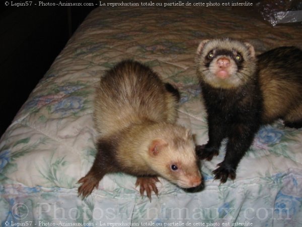 Photo de Furet