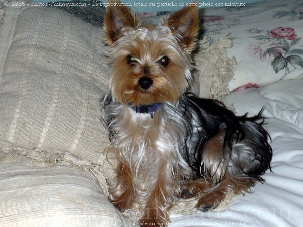 Photo de Yorkshire terrier