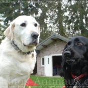 Photo de Labrador retriever