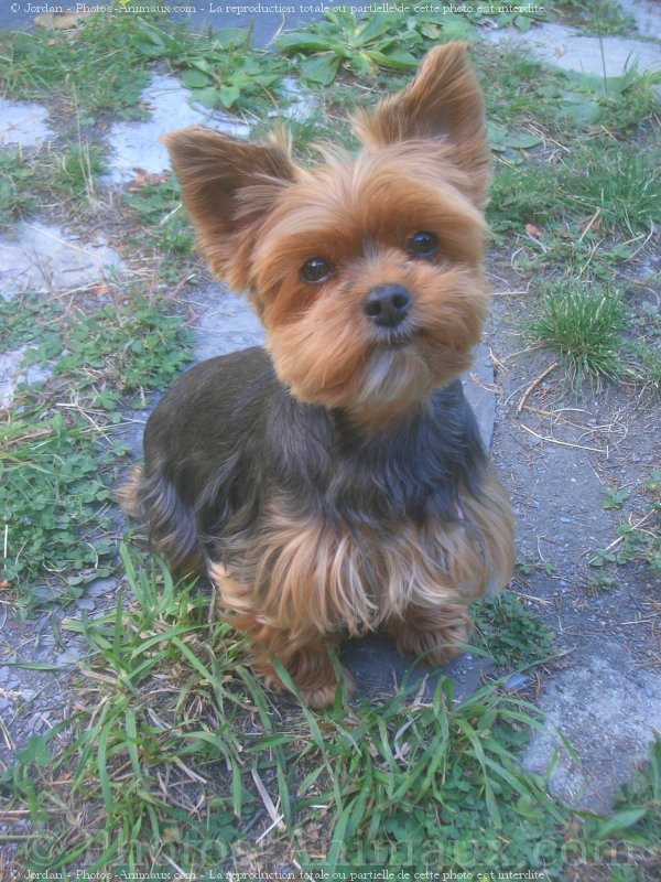 Photo de Yorkshire terrier