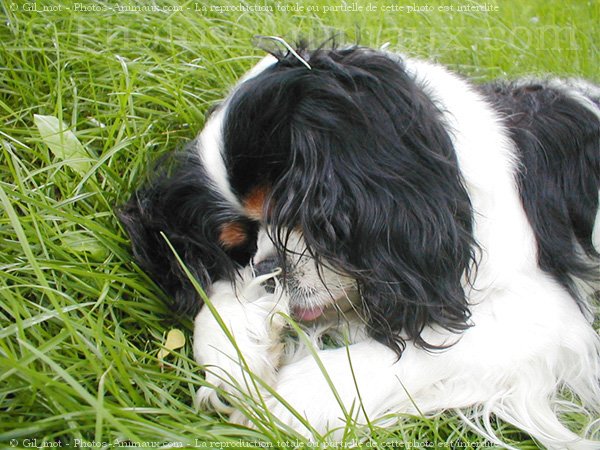 Photo de Cavalier king charles spaniel