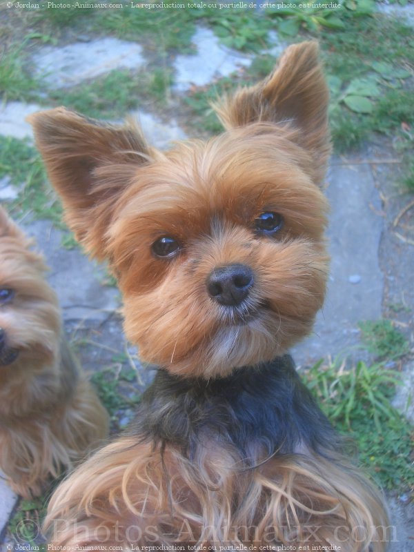 Photo de Yorkshire terrier