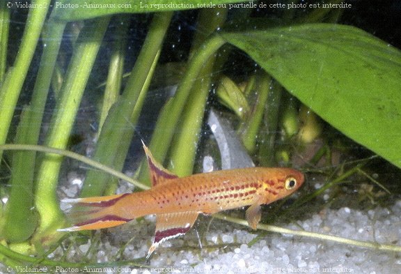 Photo de Poissons exotiques