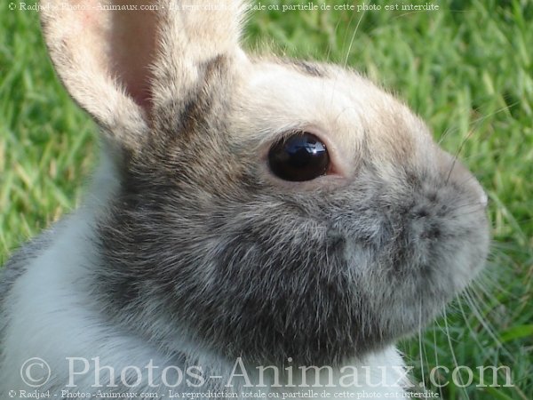 Photo de Lapin