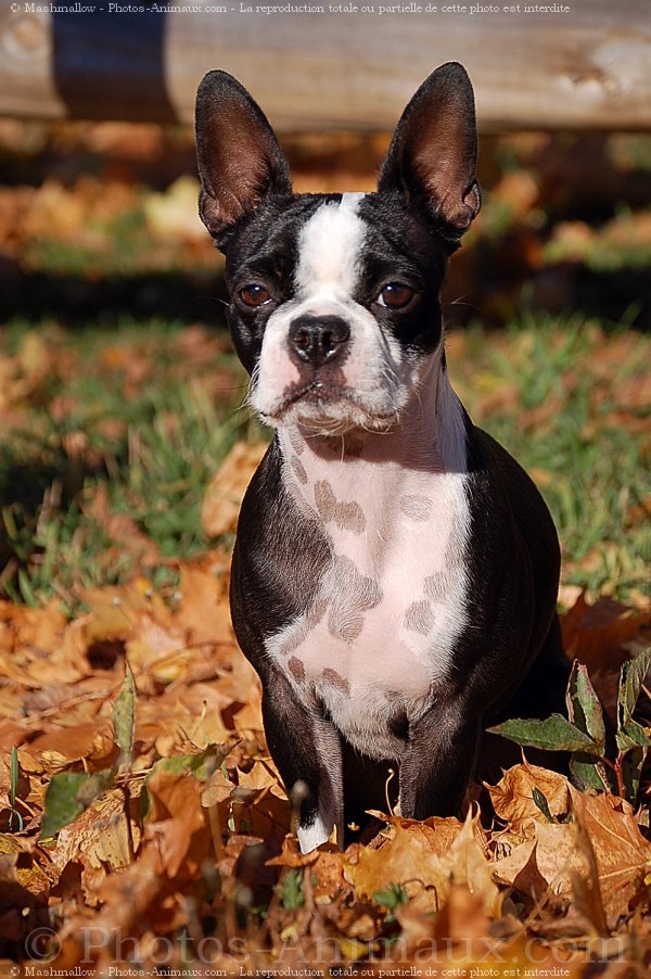 Photo de Boston terrier