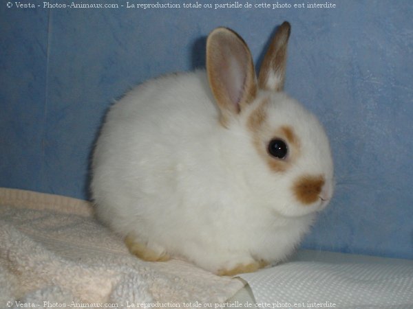 Photo de Lapin