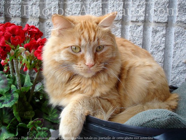 Photo de Chat domestique