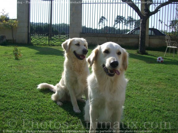 Photo de Golden retriever