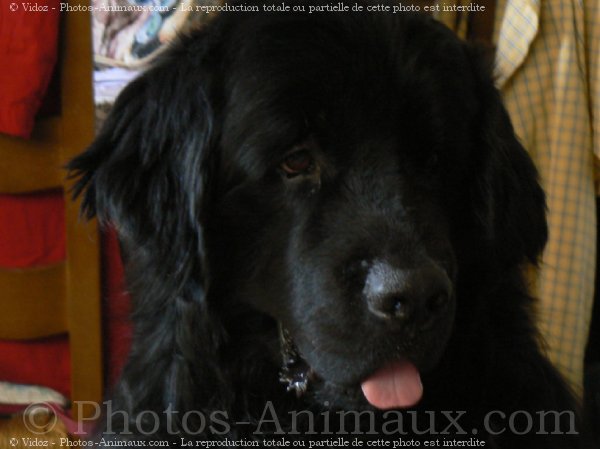 Photo de Chien de terre-neuve