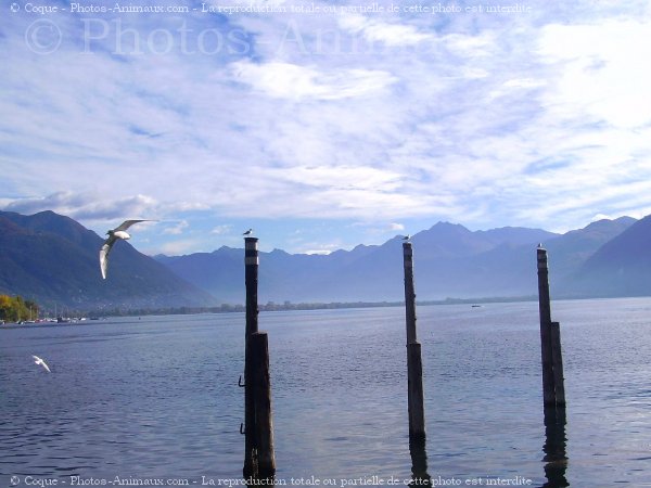 Photo de Mouette