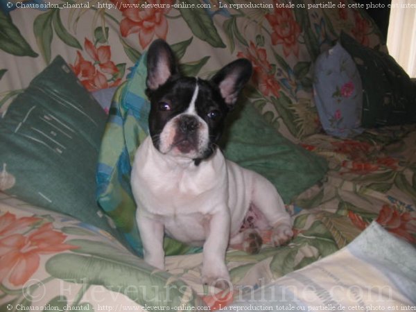 Photo de Bouledogue franais