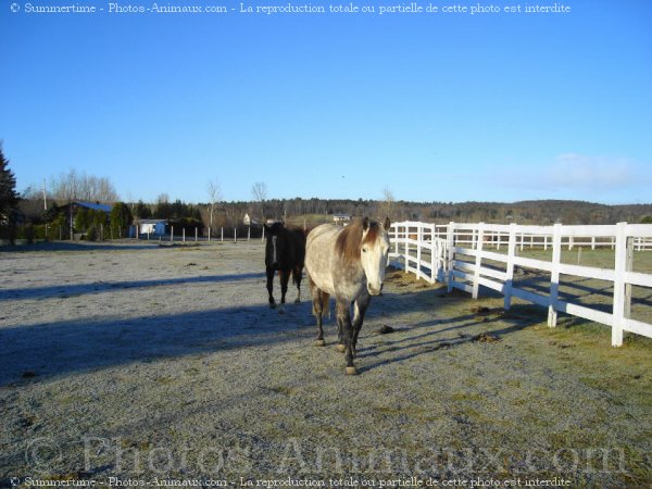 Photo de Croisement